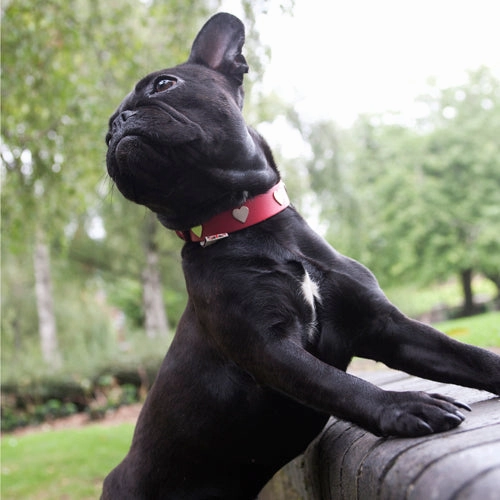 Creature Clothes Red Leather Dog Collar With Silver Studs