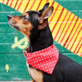 Creature Clothes Slip On Bandana Red Polkadot