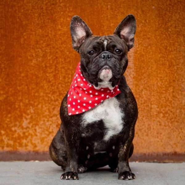 Creature Clothes Slip On Bandana Red With White Stars