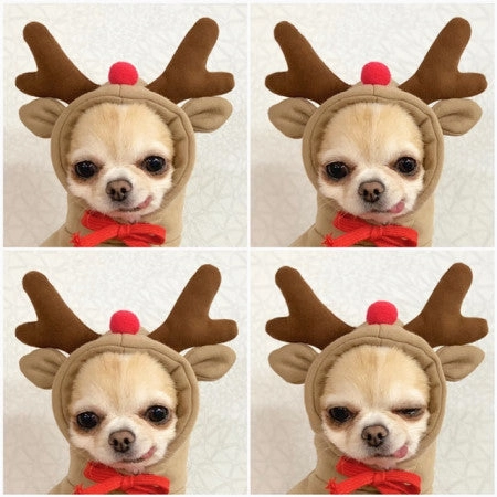 Cute Fruit Dog Clothes For Small Dogs Hoodies