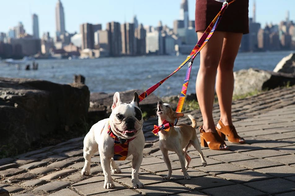 Dakar Dog Harness by Hiro and Wolf