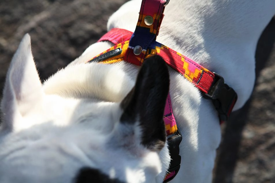 Dakar Dog Harness by Hiro and Wolf