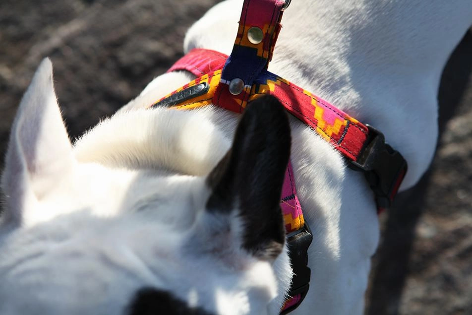 Dakar Dog Harness by Hiro and Wolf