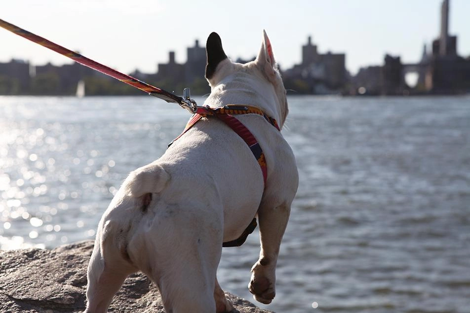 Dakar Dog Harness by Hiro and Wolf