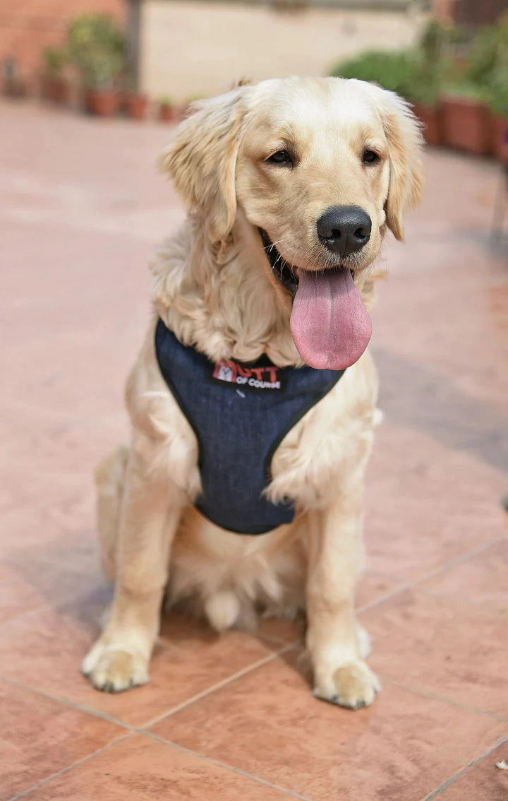 Dark Denim Harness