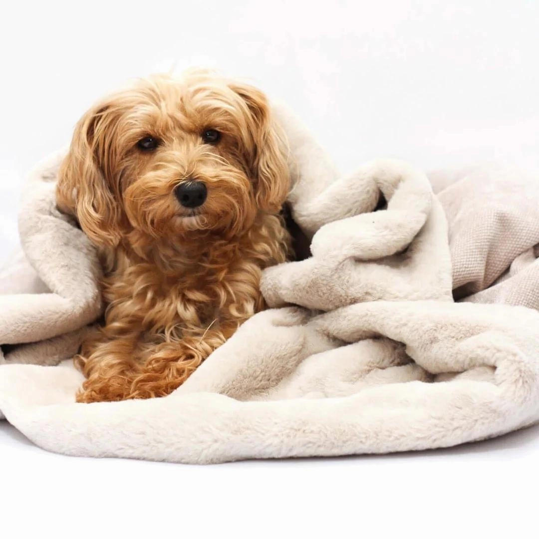 Dog Snuggle Sack in Natural