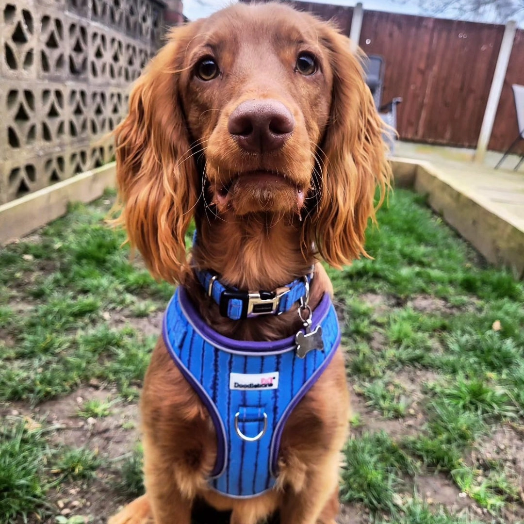 Doodlebone Adjustable Airmesh Dog Harness - Aurora