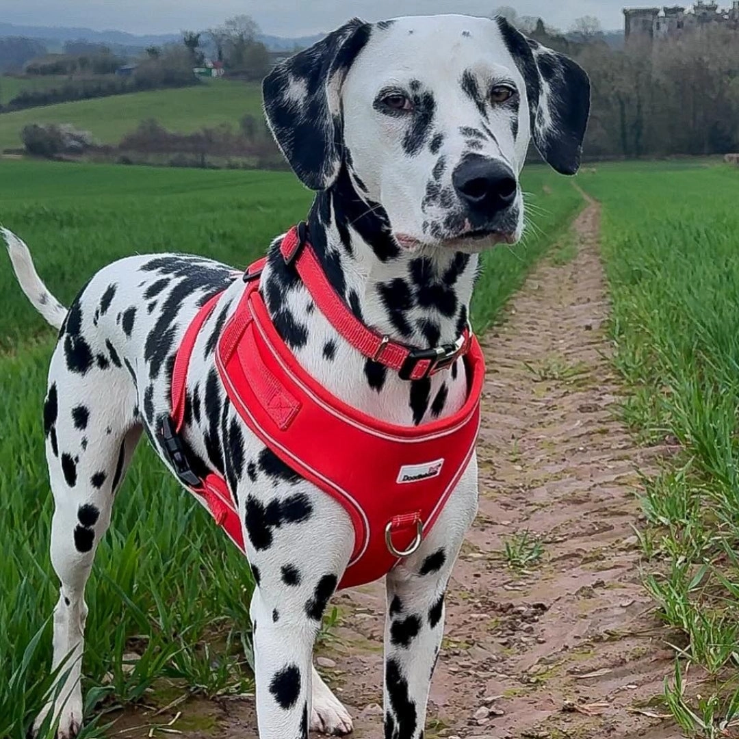 Doodlebone Adjustable Airmesh Dog Harness - Coral