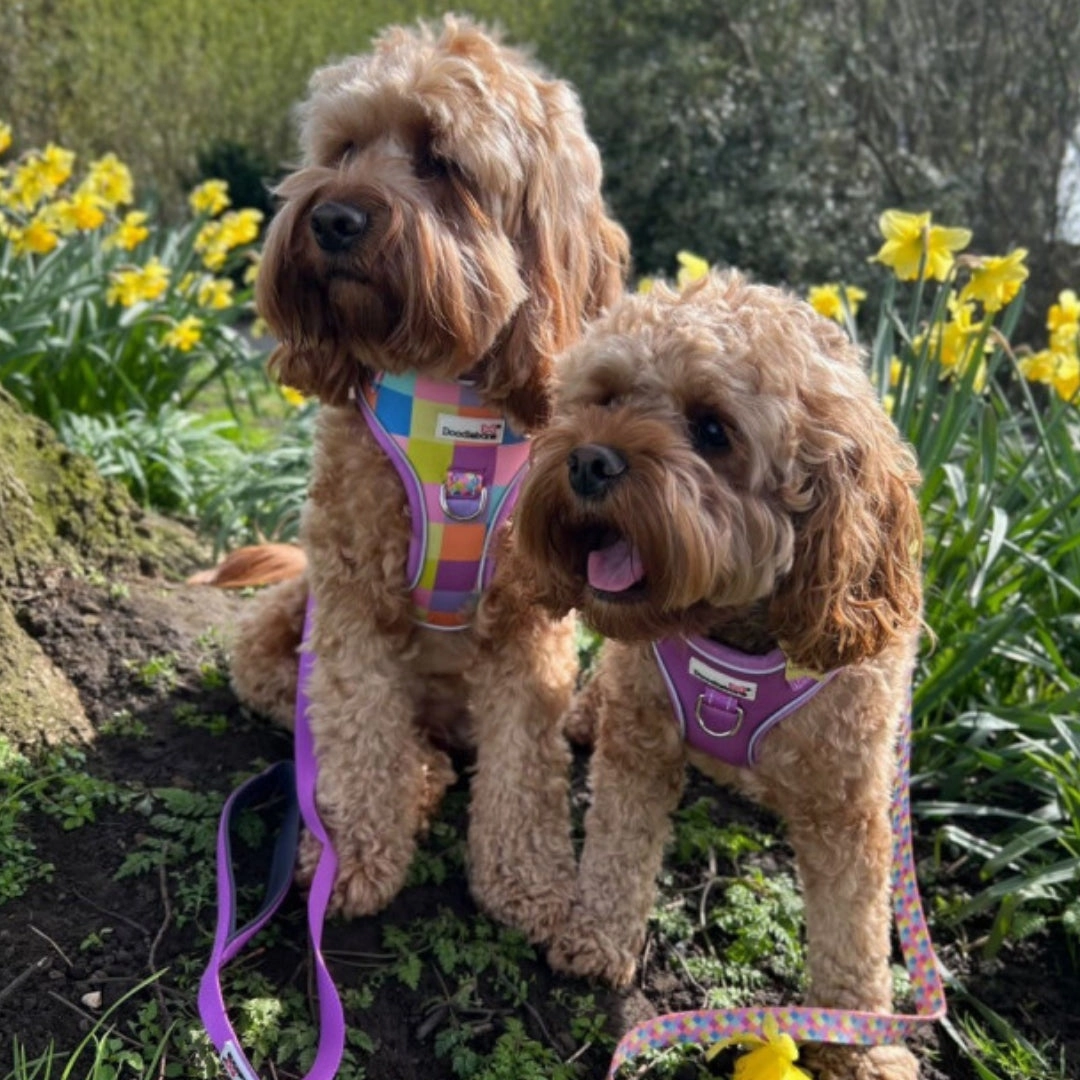 Doodlebone Adjustable Airmesh Dog Harness - Retro