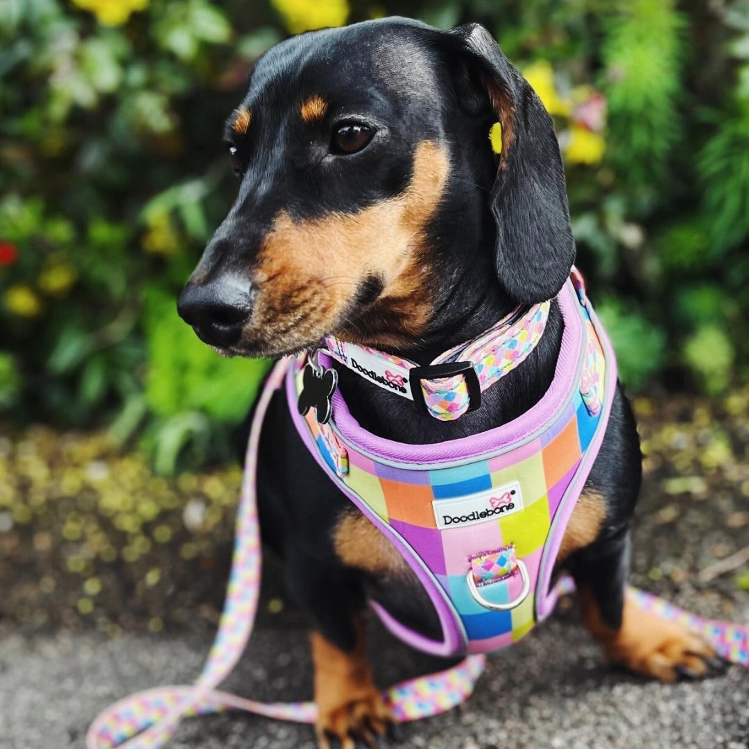 Doodlebone Adjustable Airmesh Dog Harness - Retro