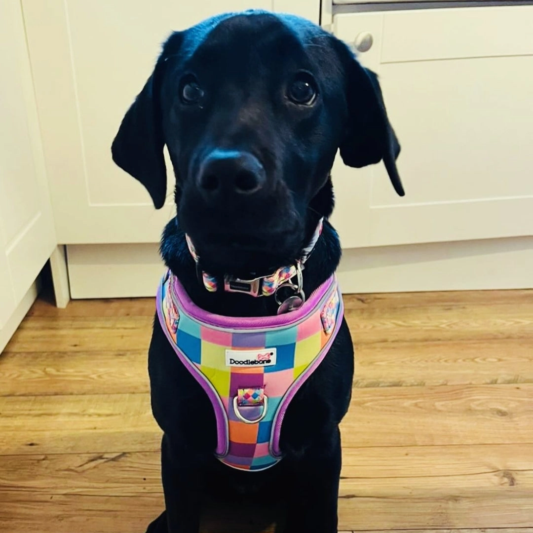 Doodlebone Adjustable Airmesh Dog Harness - Retro