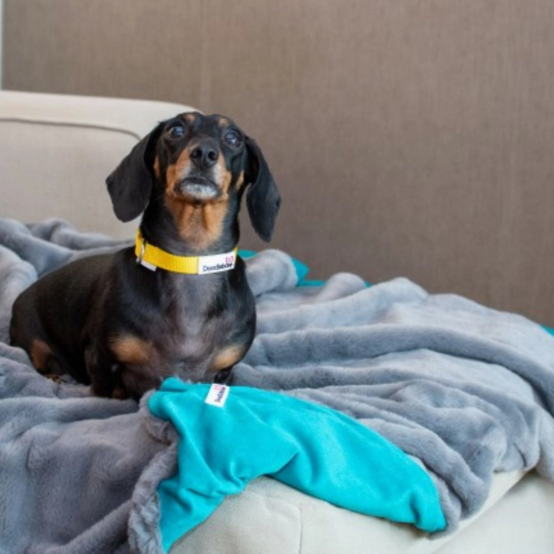 Doodlebone Luxury Faux Fur Pet Blanket In Grey/Teal