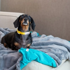 Doodlebone Luxury Faux Fur Pet Blanket In Grey/Teal
