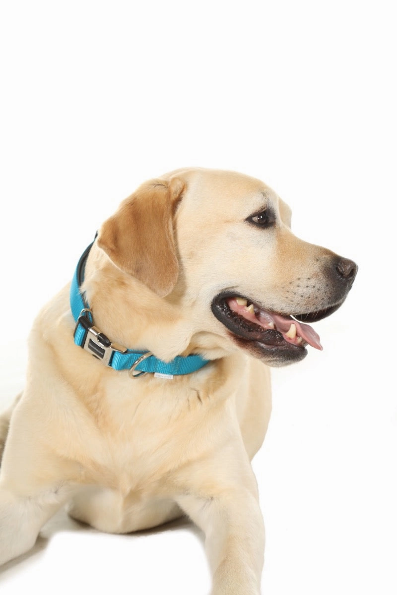 Doodlebone Padded Dog Collar - Aqua