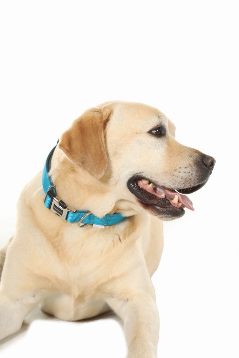 Doodlebone Padded Dog Collar - Aqua
