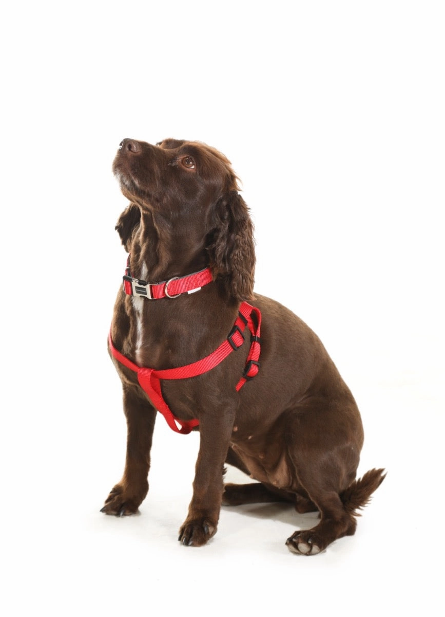 Doodlebone Padded Dog Collar - Ruby Red