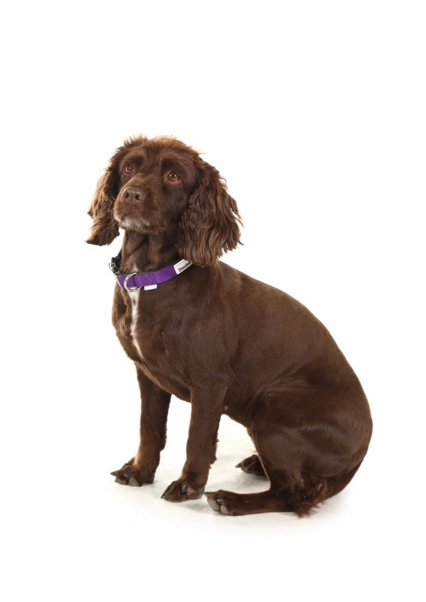 Doodlebone Padded Dog Collar - Violet Purple