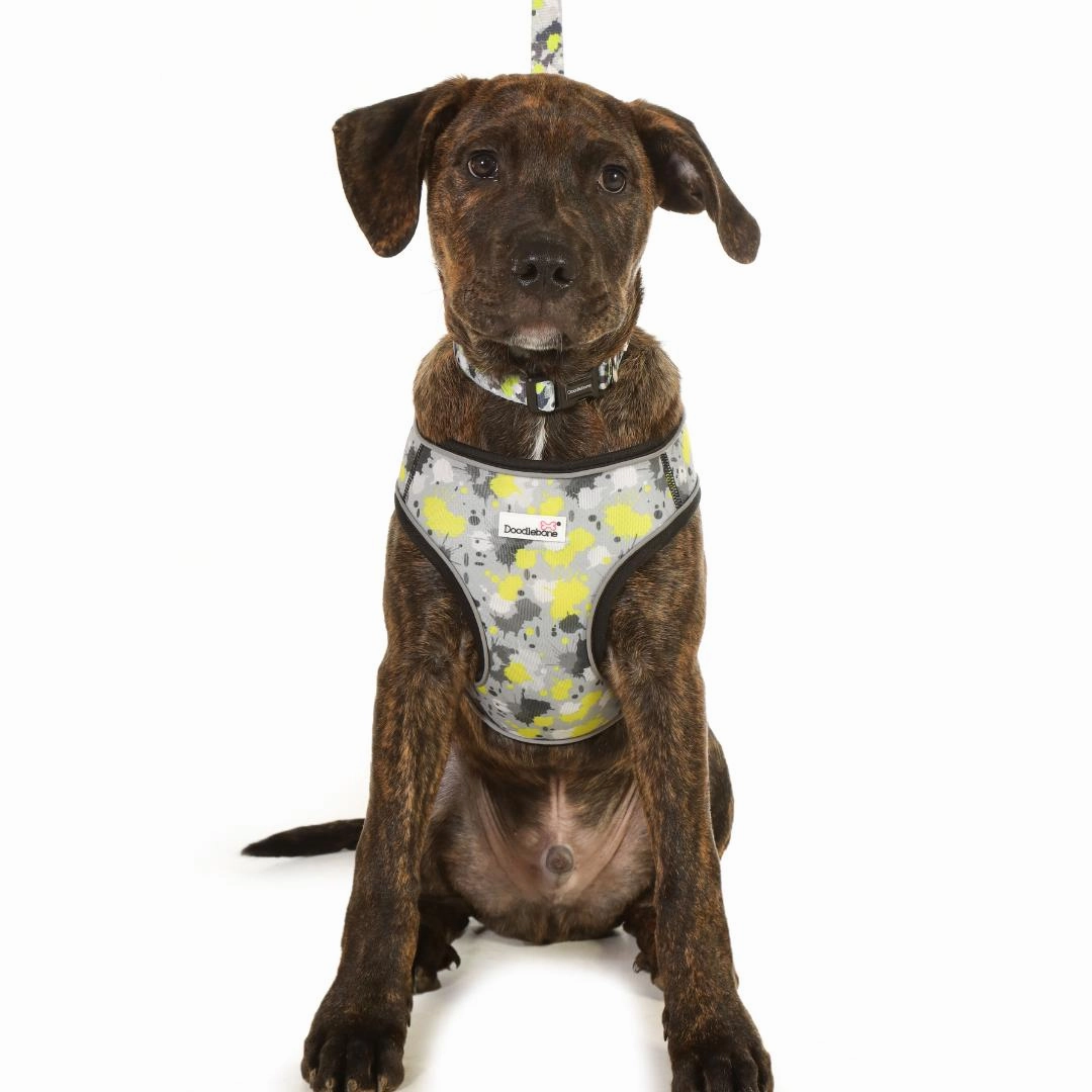 Doodlebone Snappy Step-In Dog Harness - Neon Paint Splat