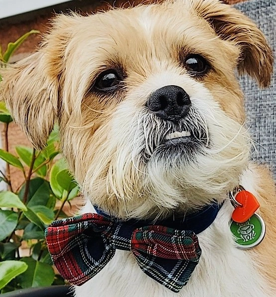 Dougal McHandsome Bow Tie Designer Dog Collar