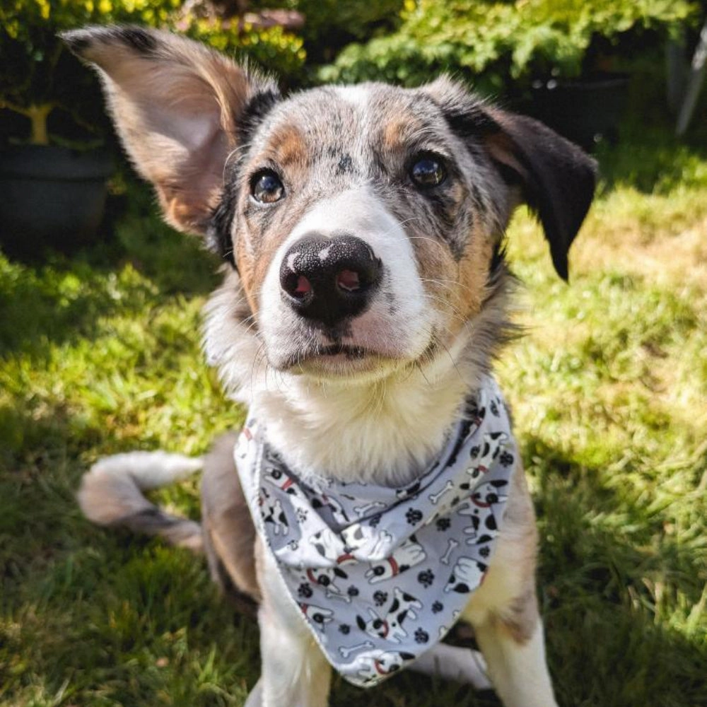 Douglas The Dotty Dog Bandana