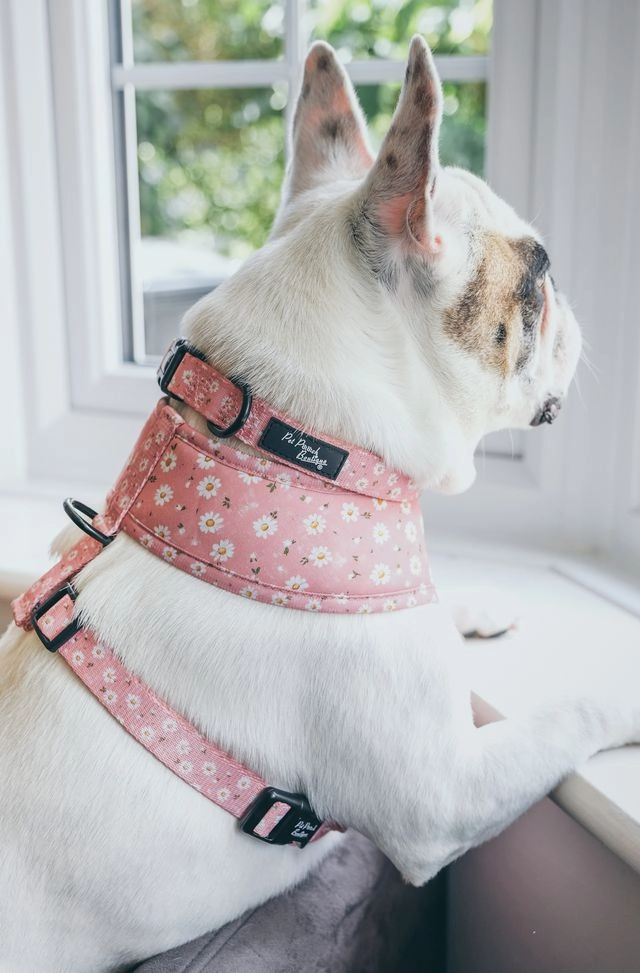 Dusky Pink Daisies Dog Collar