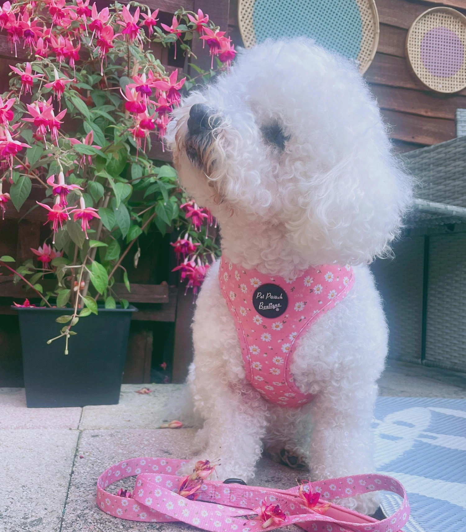 Dusky Pink Daisies Dog Harness