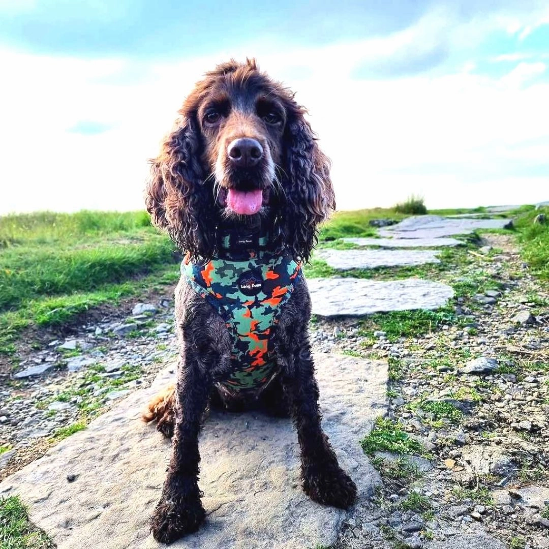 Earth Friendly Trekker Dog Harness Citrus Army Camo