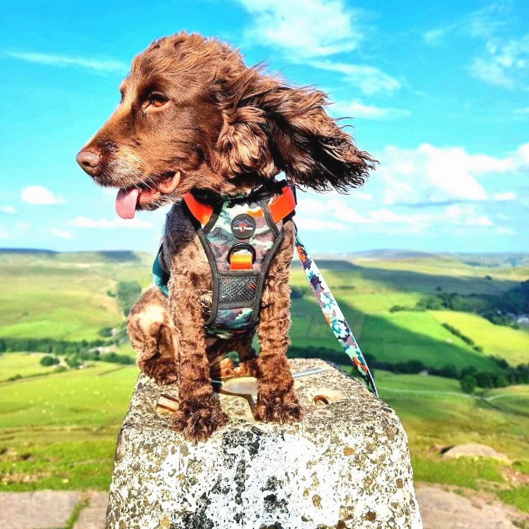 Earth Friendly Trig Point Dog Harness Citrus Army Camo