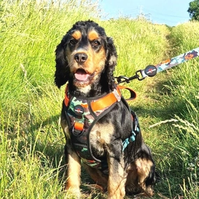 Earth Friendly Trig Point Dog Harness Citrus Army Camo