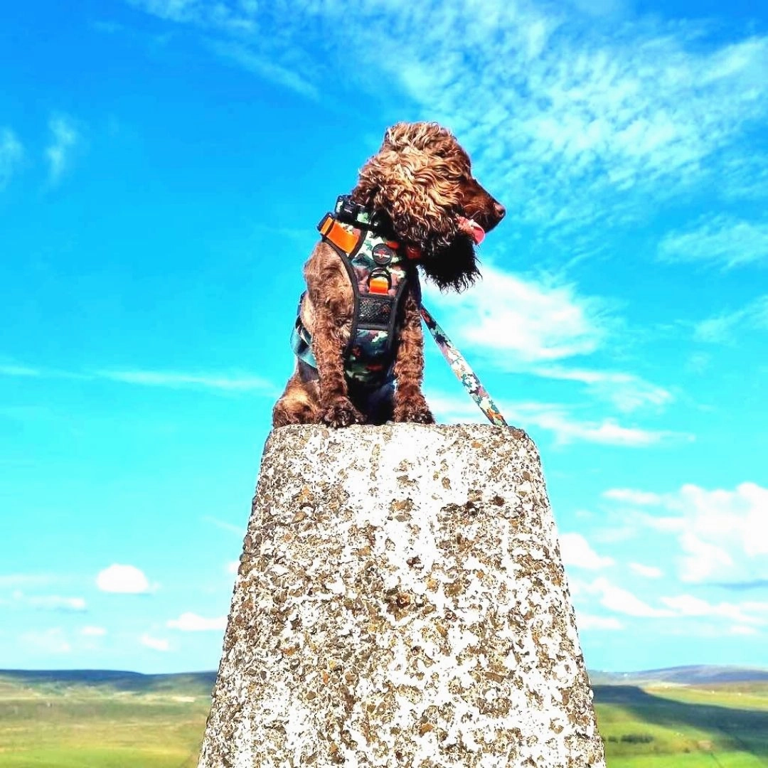 Earth Friendly Trig Point Dog Harness Citrus Army Camo