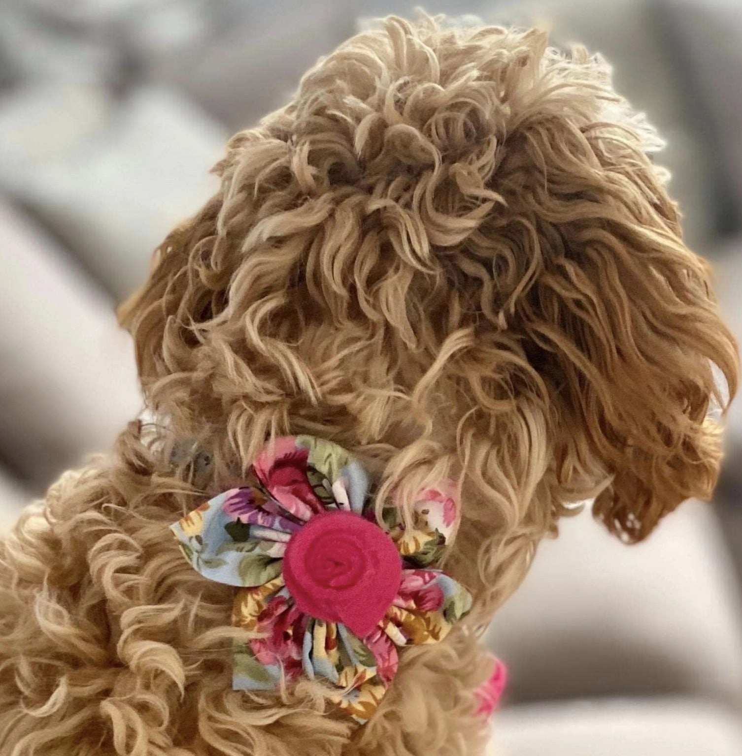 Flower Bud Dog Collar with Detachable Flower