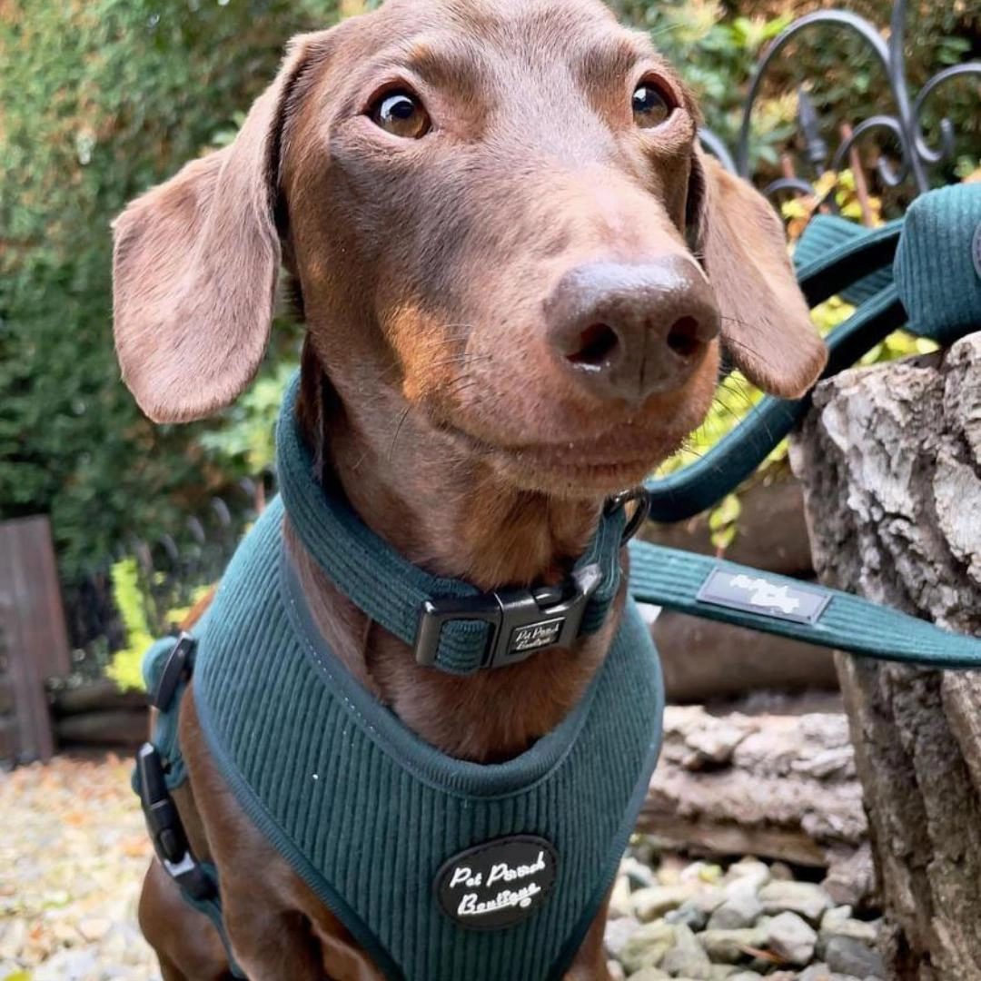 Forest Green Cord Dog Collar