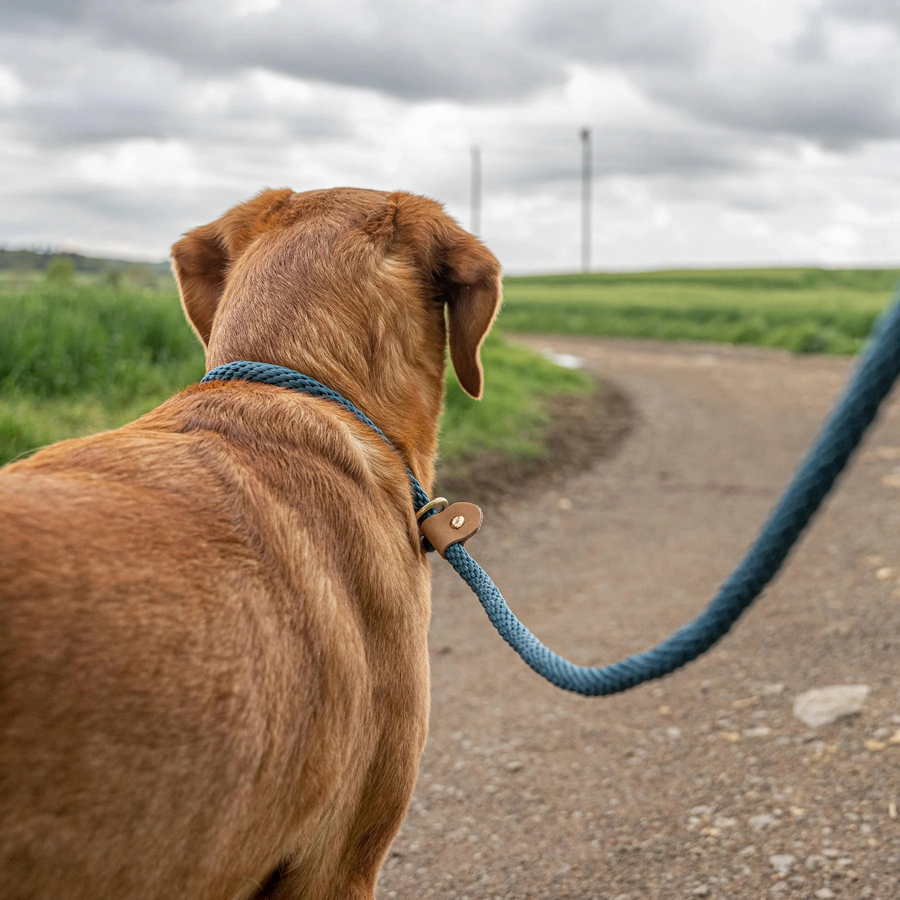 Forest Rope Dog Leads by Ruff And Tumble