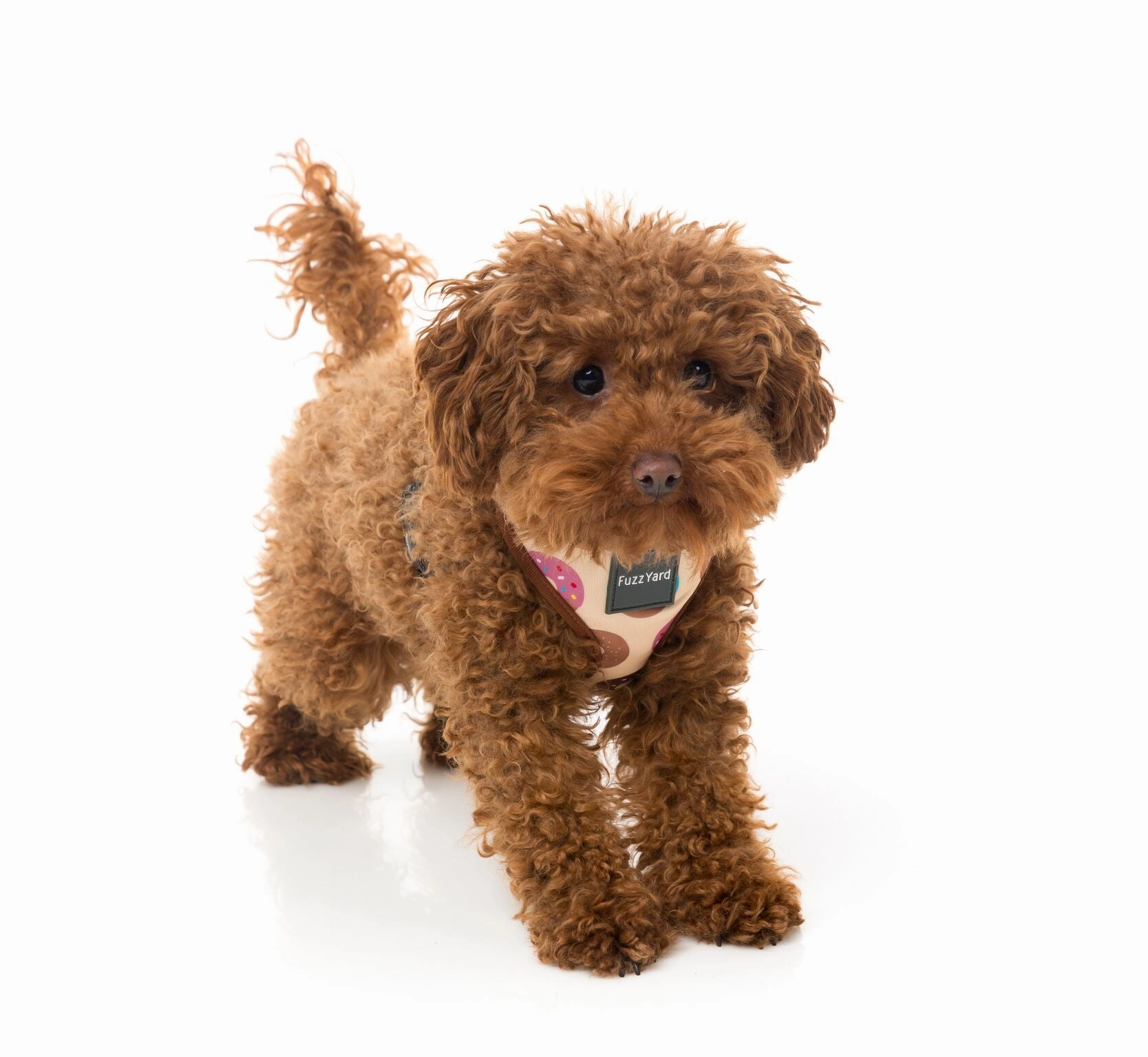 FuzzYard Go Nuts Dog Harness