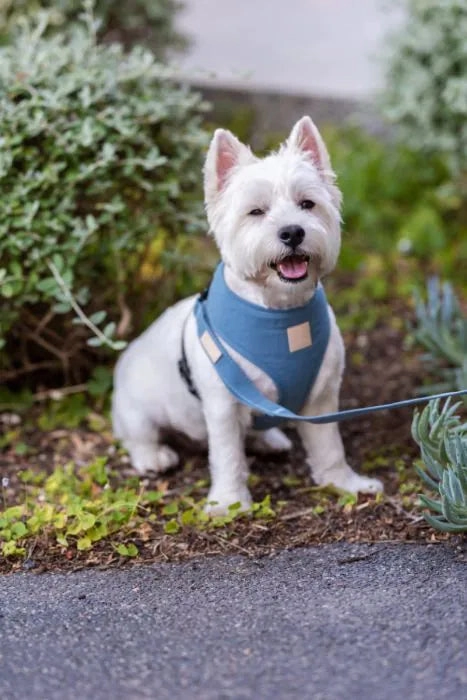 FuzzYard Life Cotton Harness - French Blue