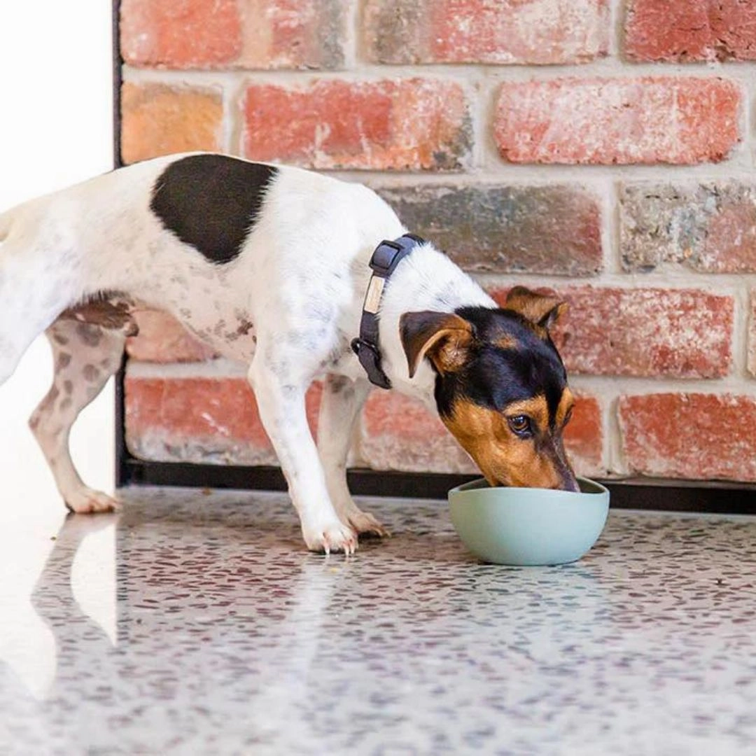 FuzzYard Life Silicone Dog Bowl In Myrtle Green