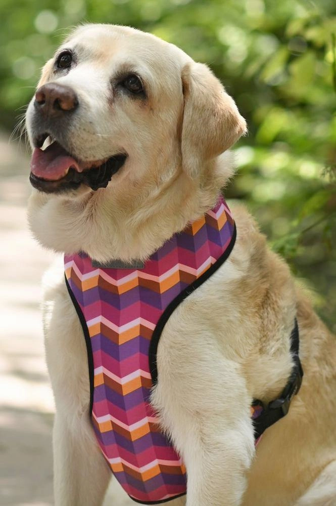 Geometrical Dark Harness