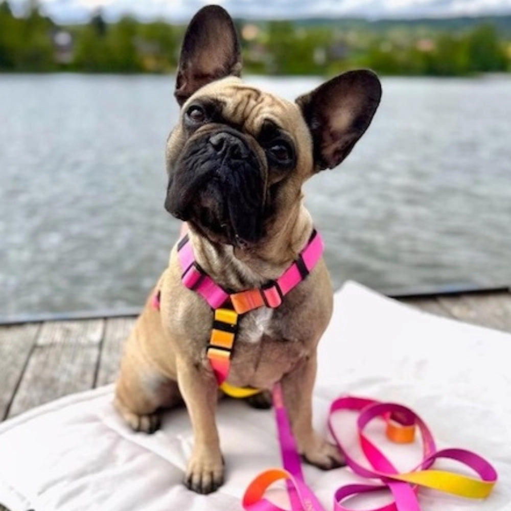 Gradient Yellow Dog Harness