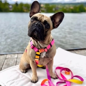 Gradient Yellow Dog Harness
