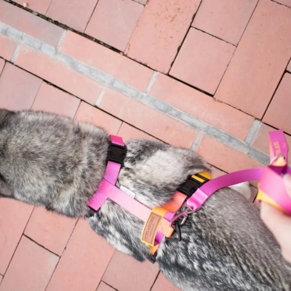 Gradient Yellow Dog Harness