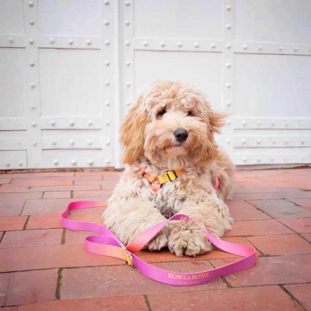 Gradient Yellow Dog Harness