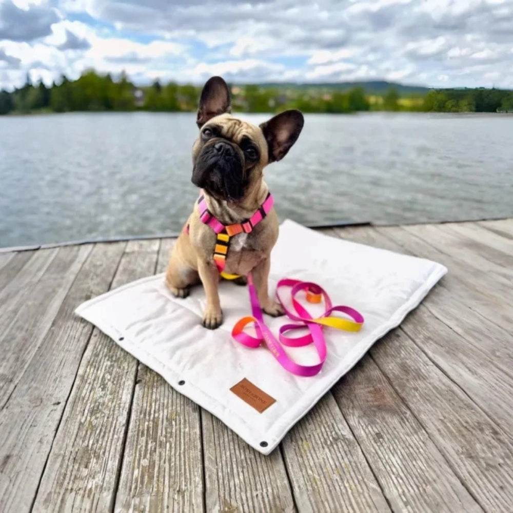 Gradient Yellow Dog Harness
