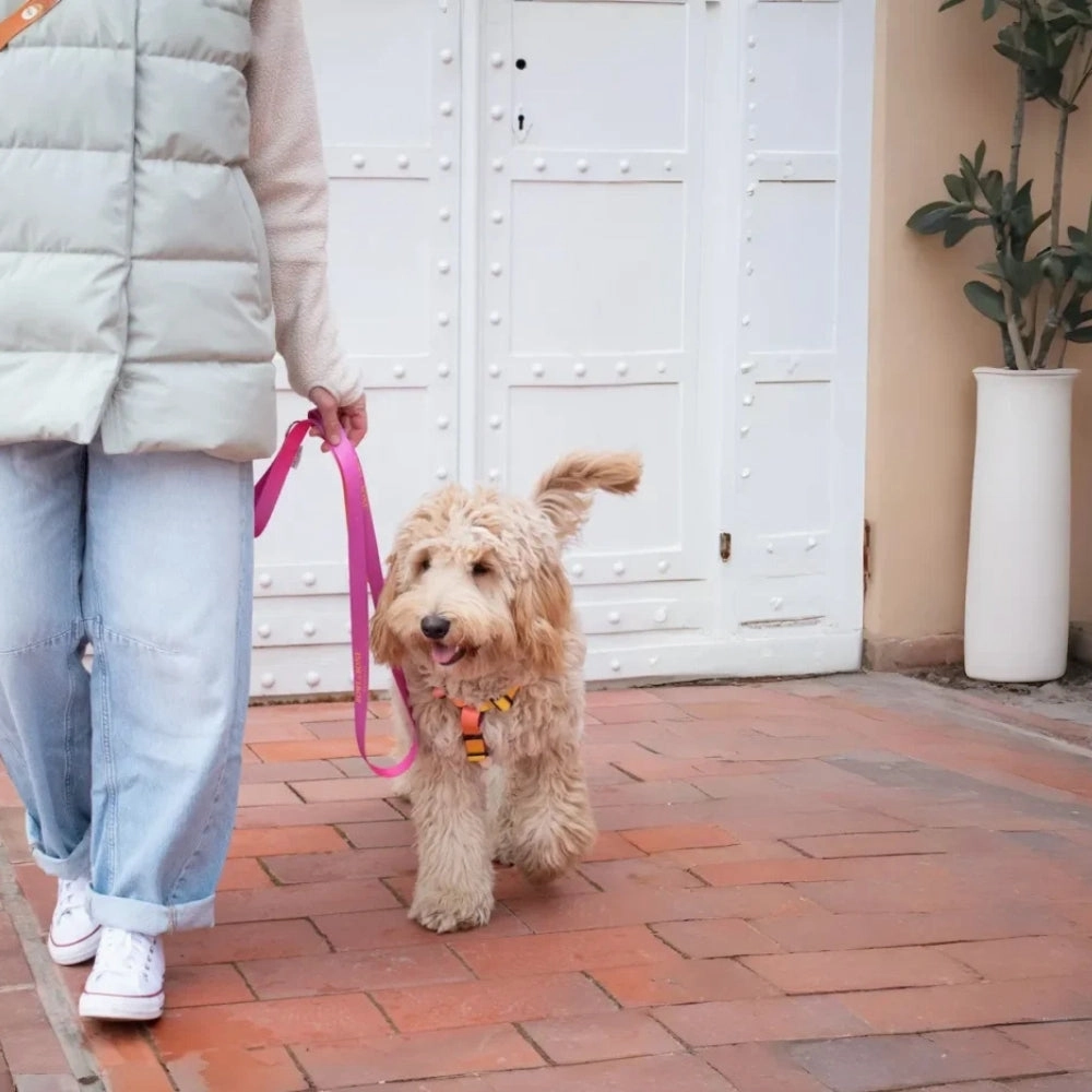 Gradient Yellow Dog Harness