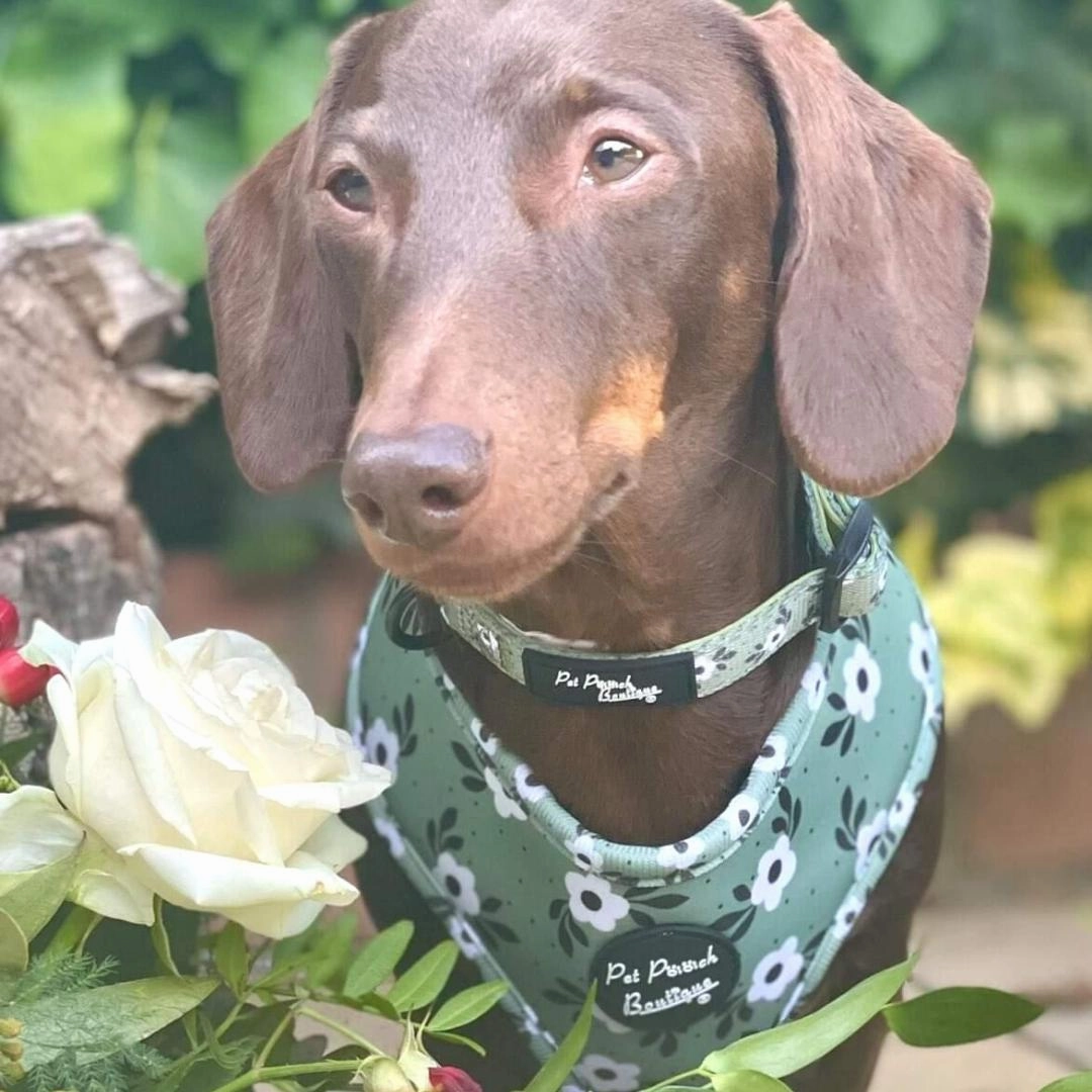 Green Meadow Daisy Dog Collar