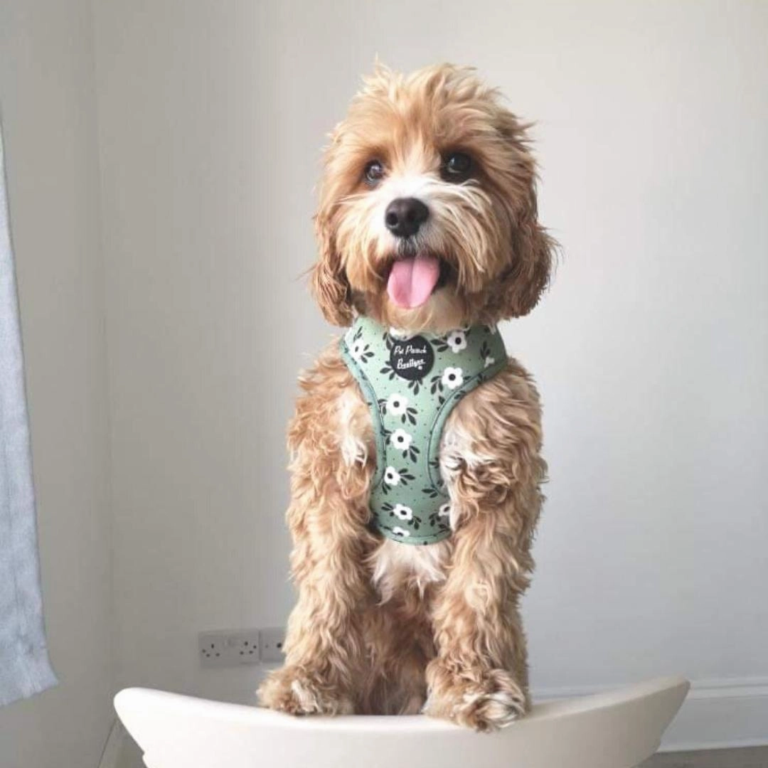 Green Meadow Daisy Dog Harness