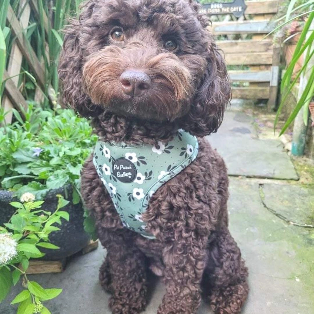 Green Meadow Daisy Dog Harness
