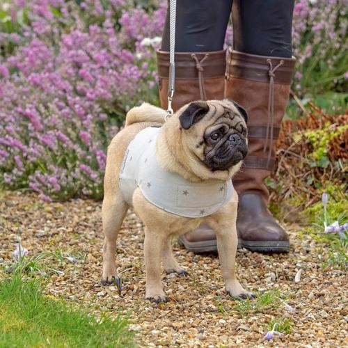 Grey Stars Soft Dog Harness