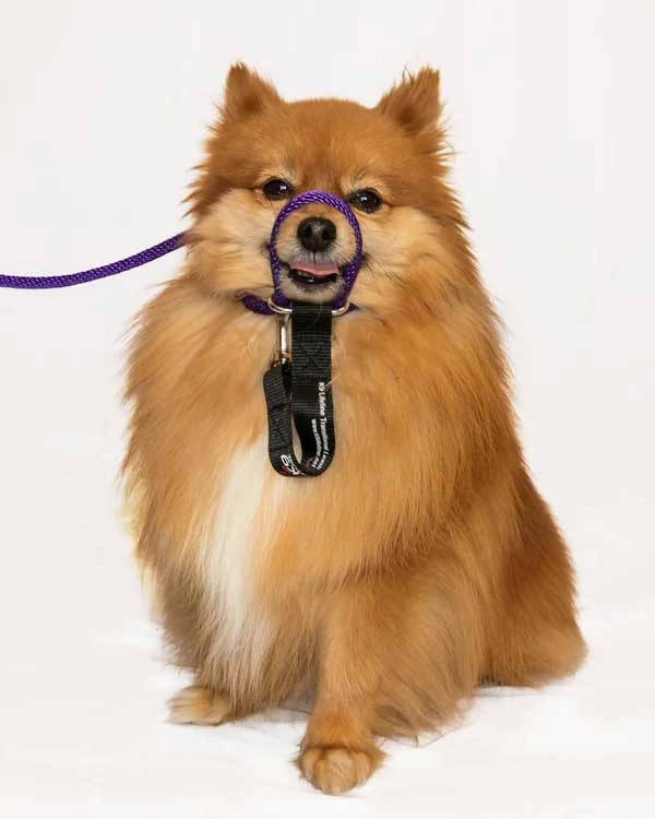 Heather's Heroes Mini Sidekick No-Pull Dog Leash - Small 1/4", 6ft