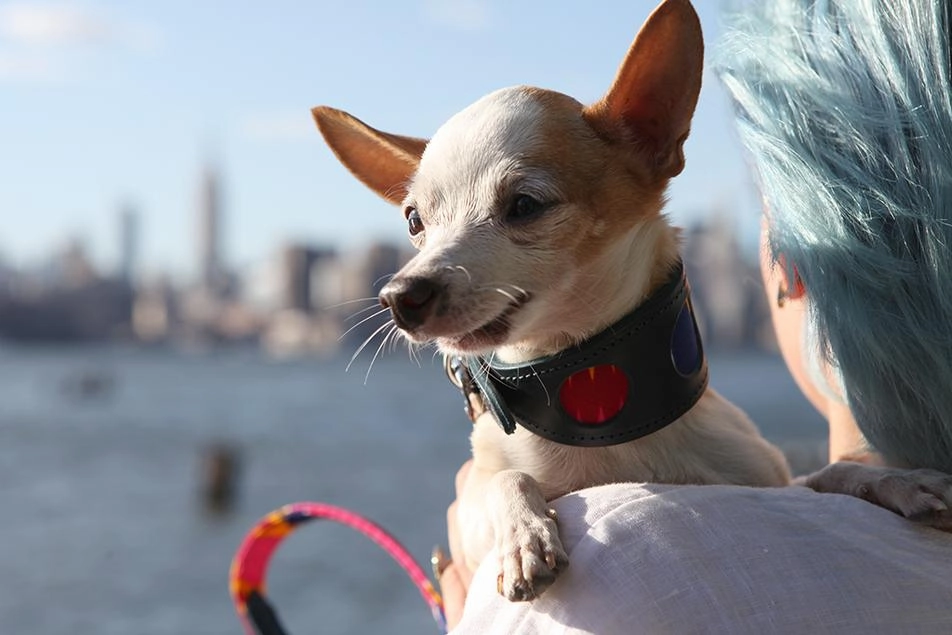 Hiro And Wolf Dakar Greyhound Collar