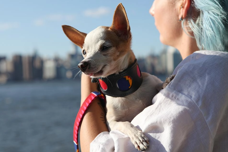 Hiro And Wolf Dakar Greyhound Collar